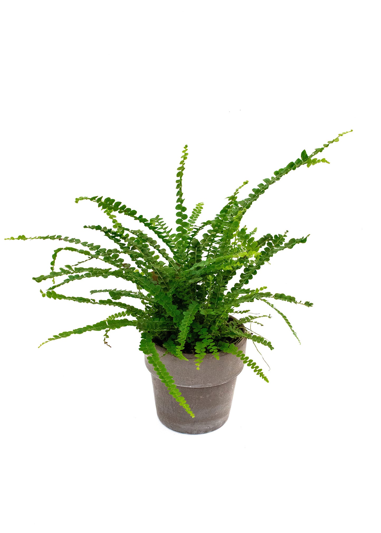 Nephrolepis cordifolia duffii / 'Lemon Button Fern'