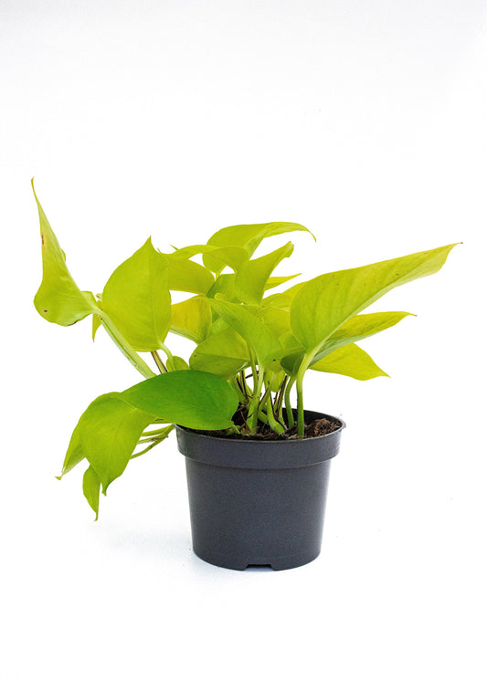 Epipremnum aureum (Neon pothos)