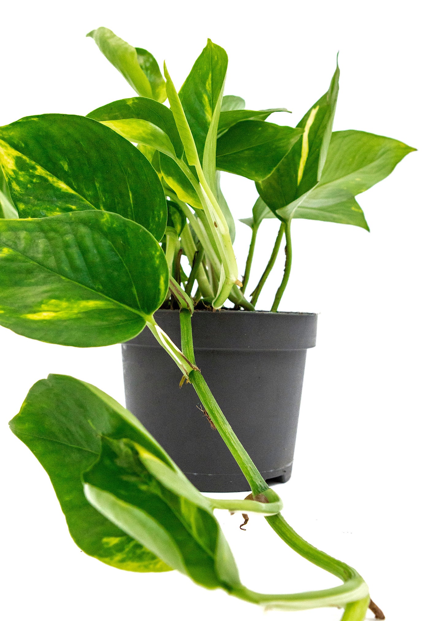 Epipremnum aureum (Golden Pothos)