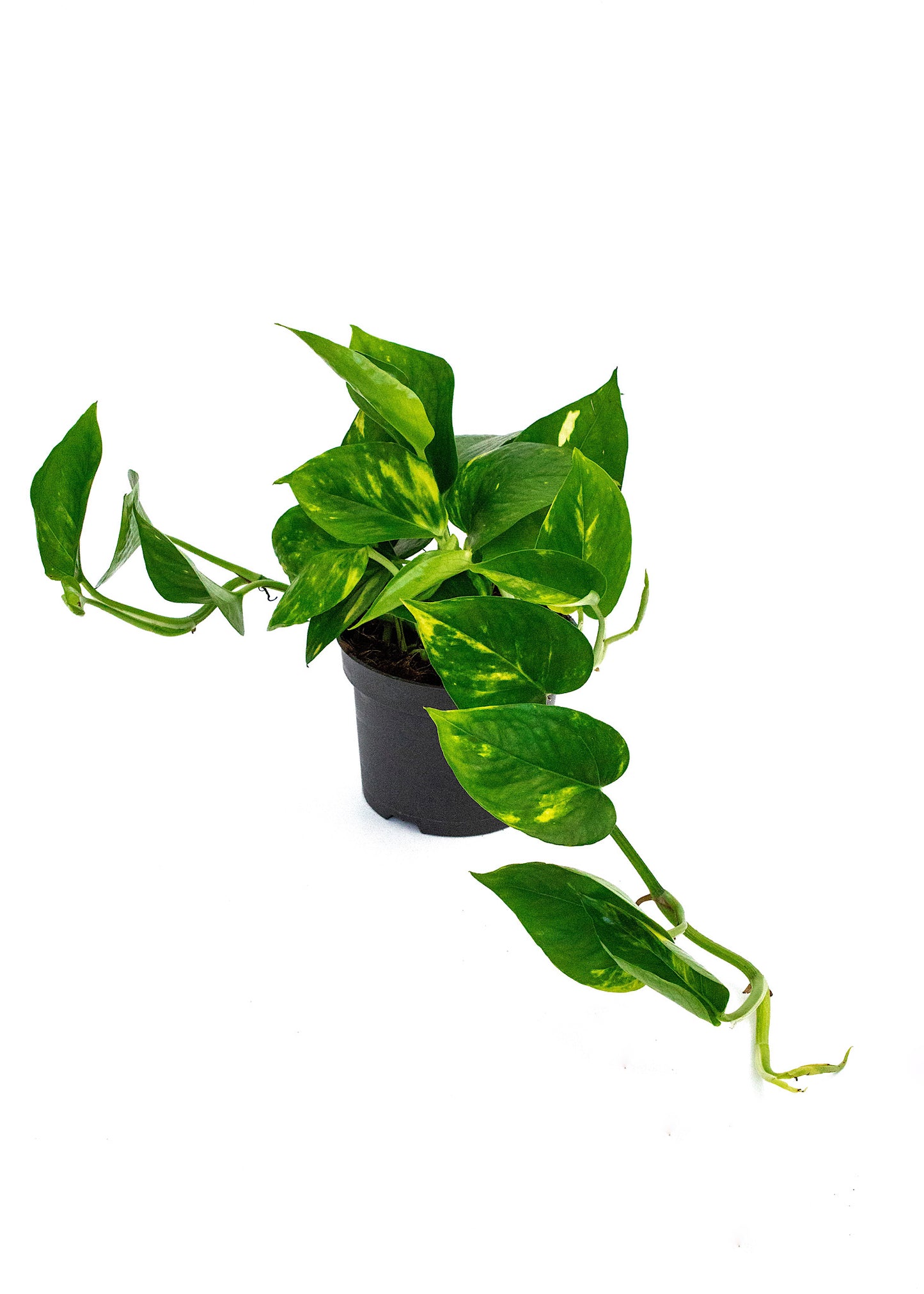 Epipremnum aureum (Golden Pothos)