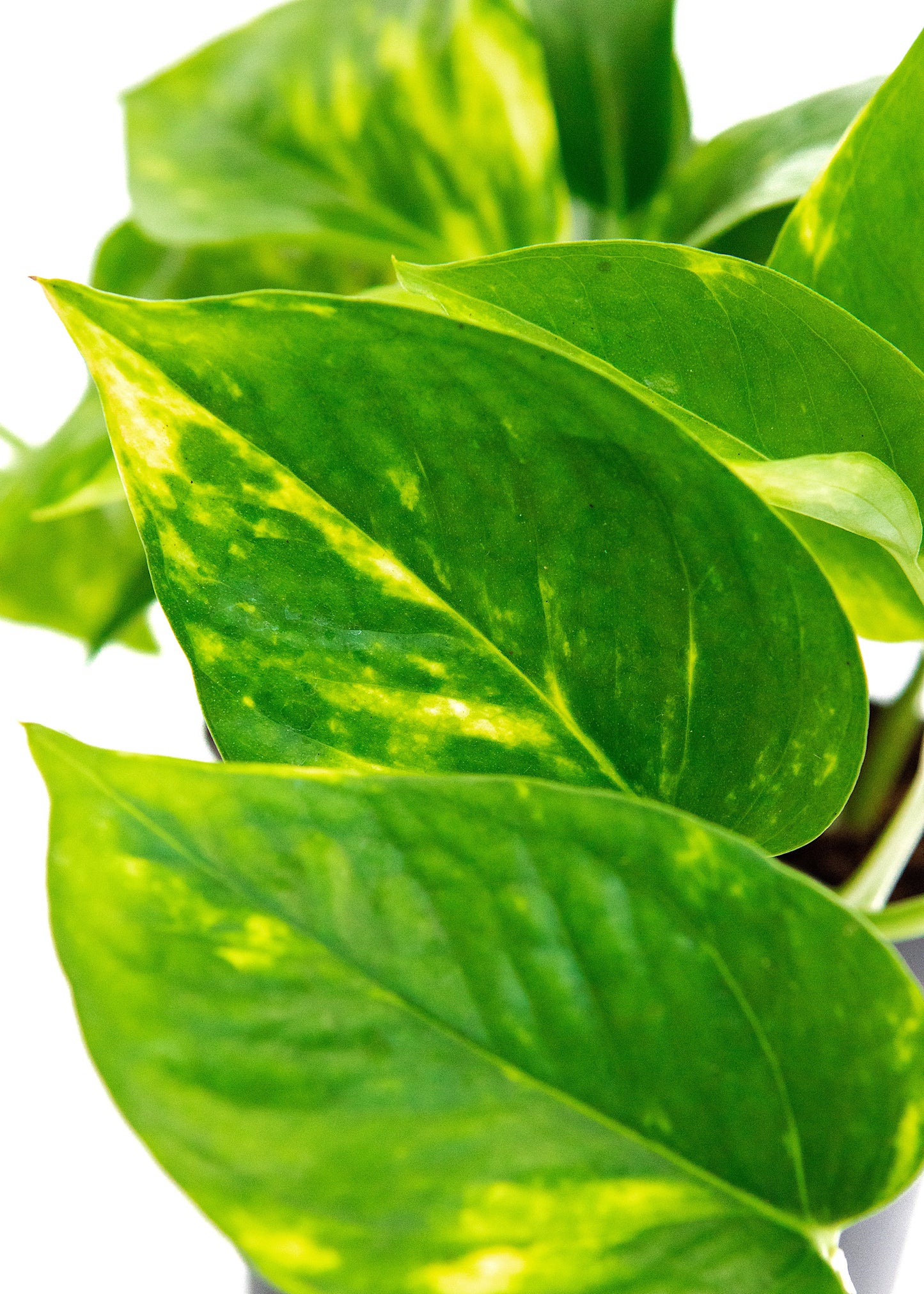 Epipremnum aureum (Golden Pothos)