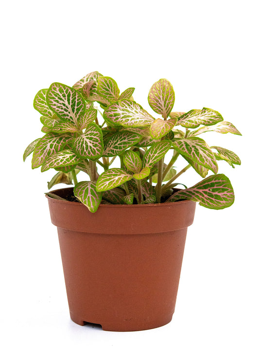 Fittonia Pink Angel (Nerve plant)