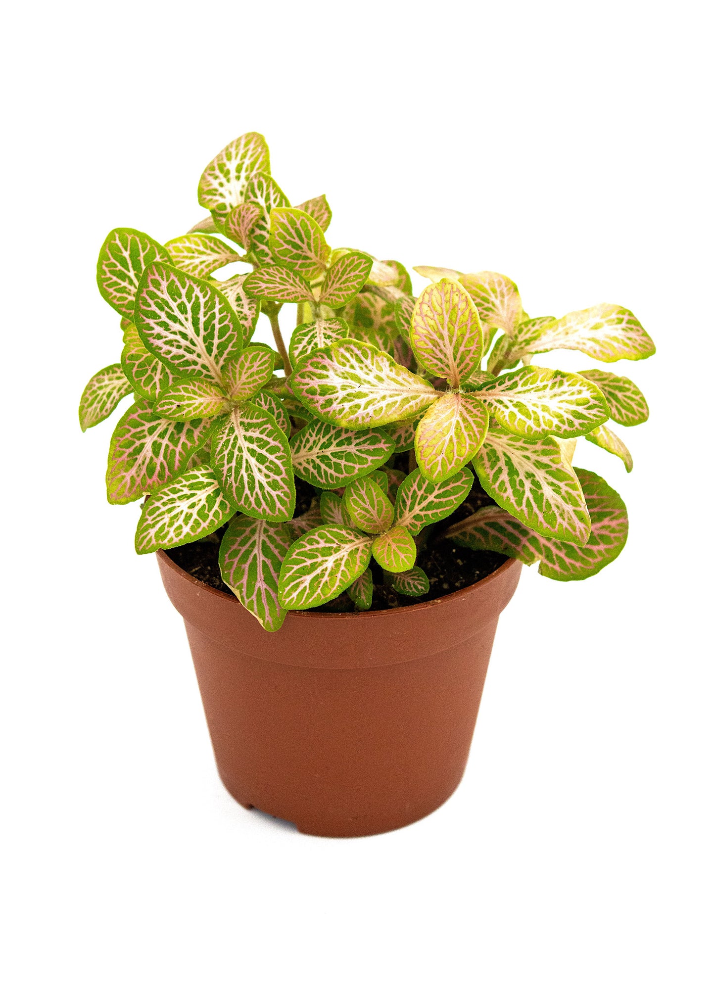 Fittonia Pink Angel (Nerve plant)