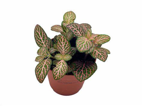 Fittonia Jolly josan