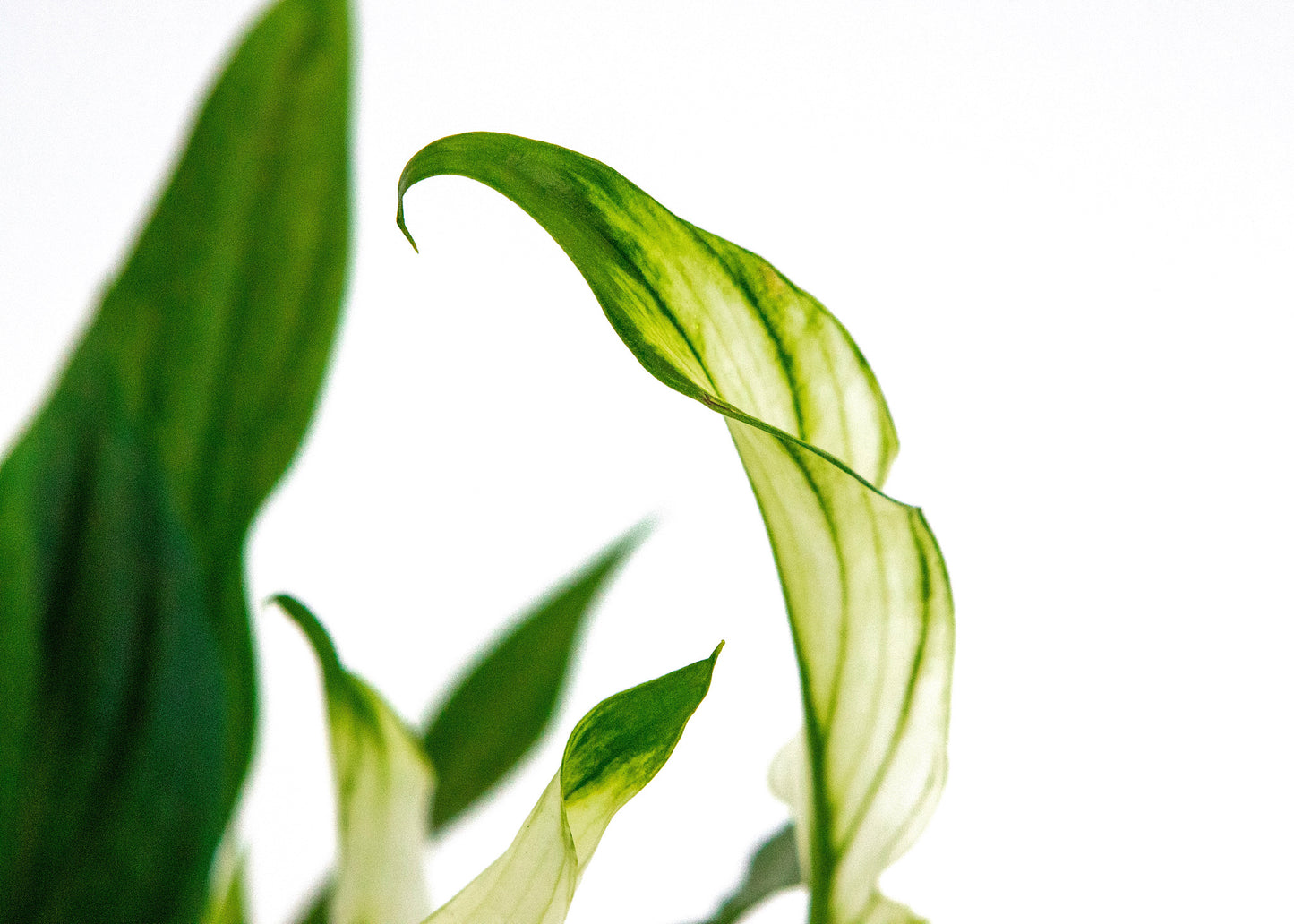 Spathiphyllum wallisii (Peace Lily)