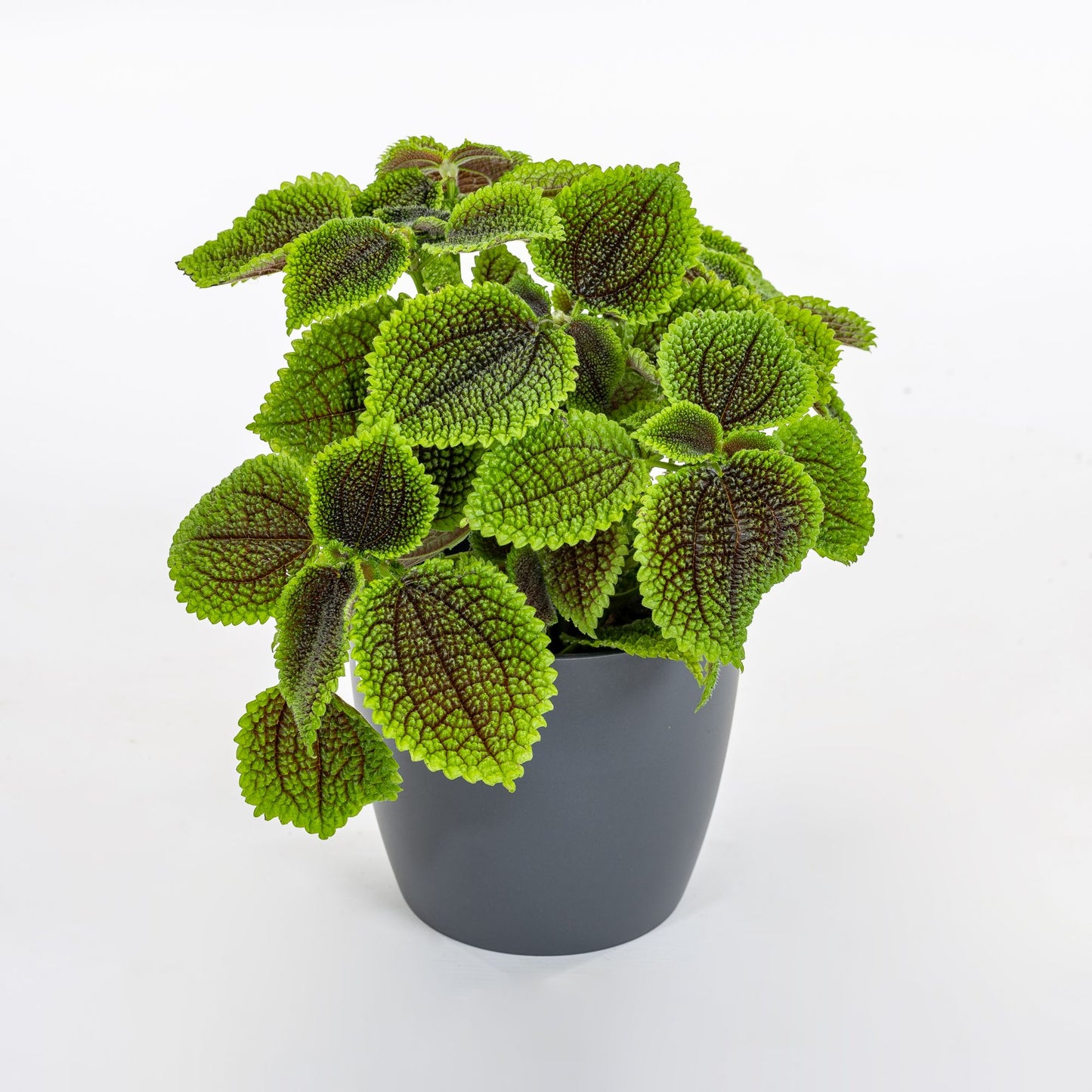 Pilea mollis / 'Moon Valley'