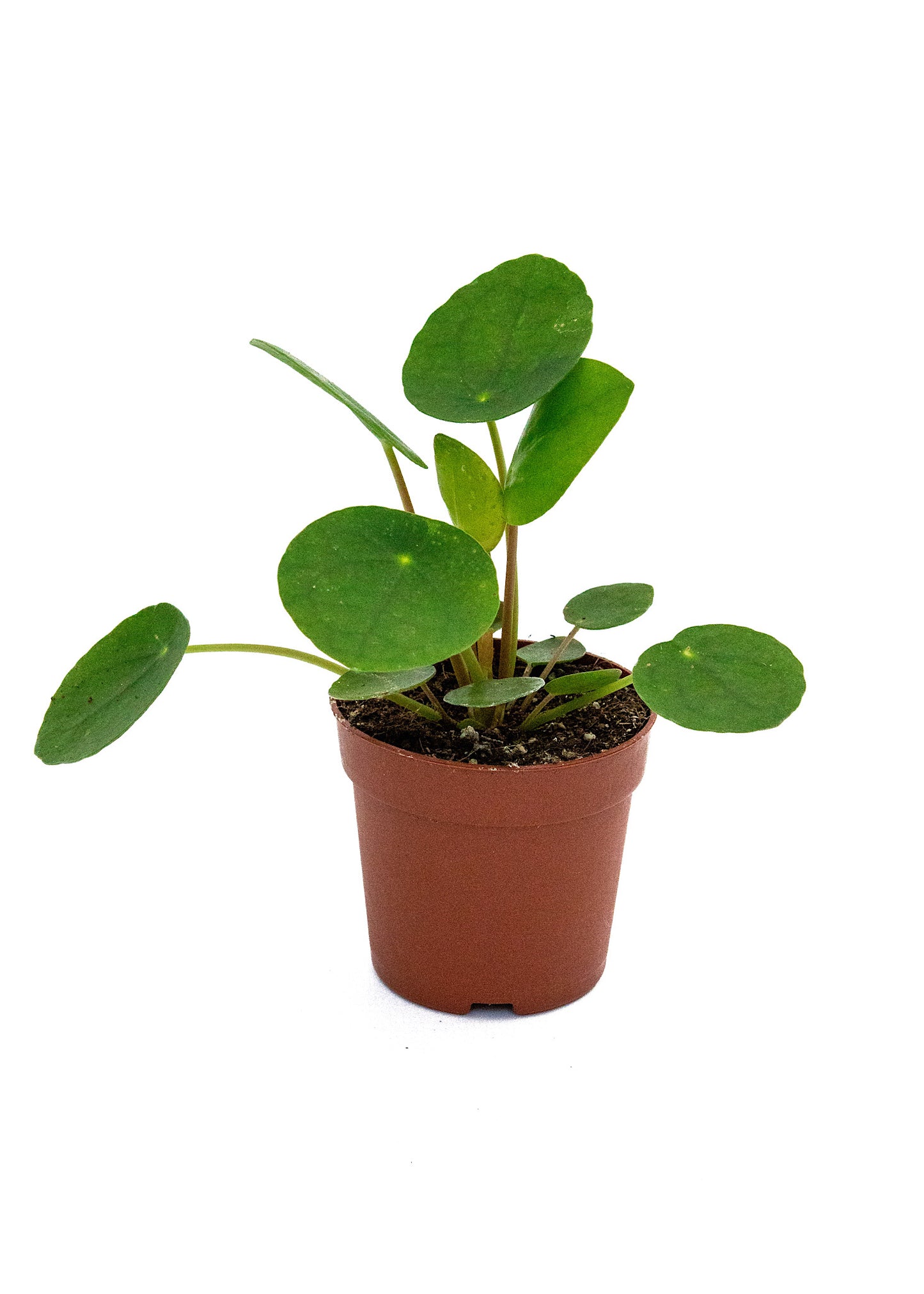 Pilea Chinese money plant