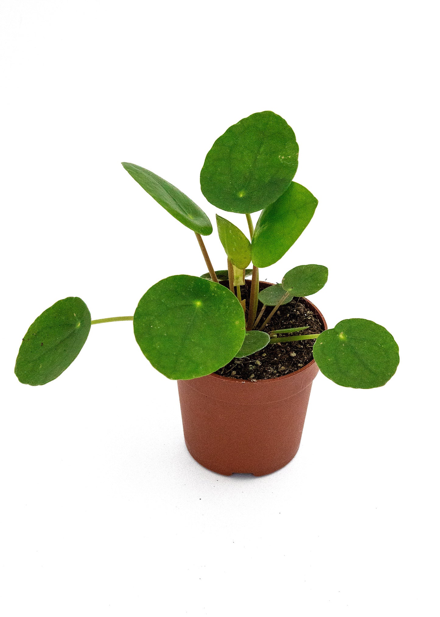 Pilea Chinese money plant