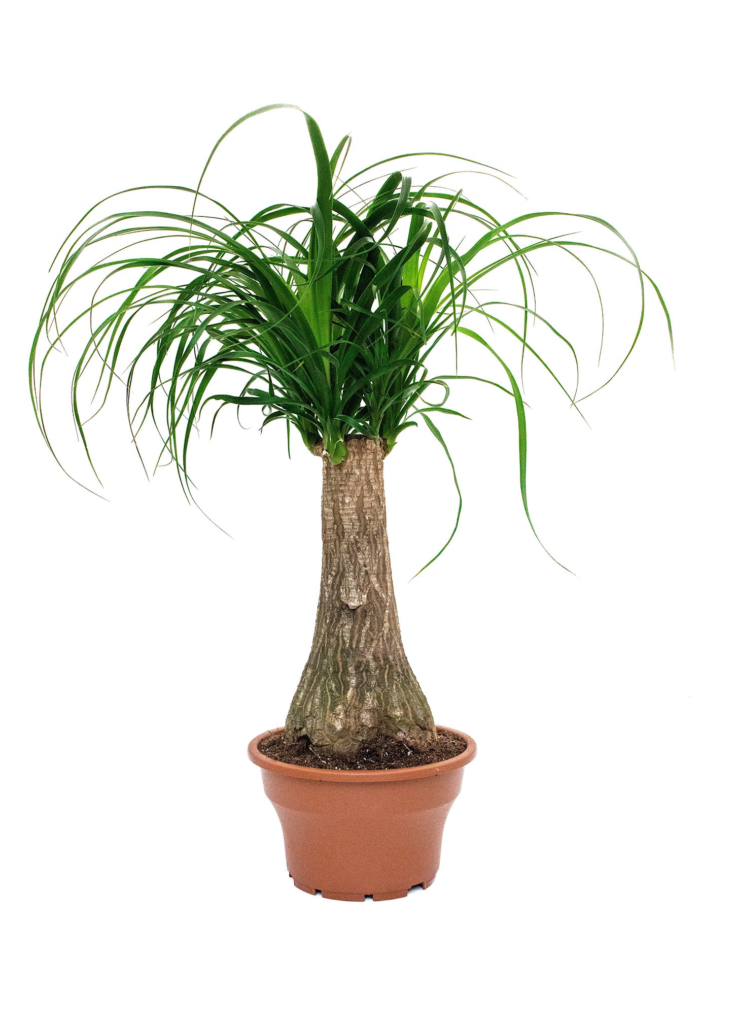 Beaucarnea Recurvata. (Ponytail Palm)