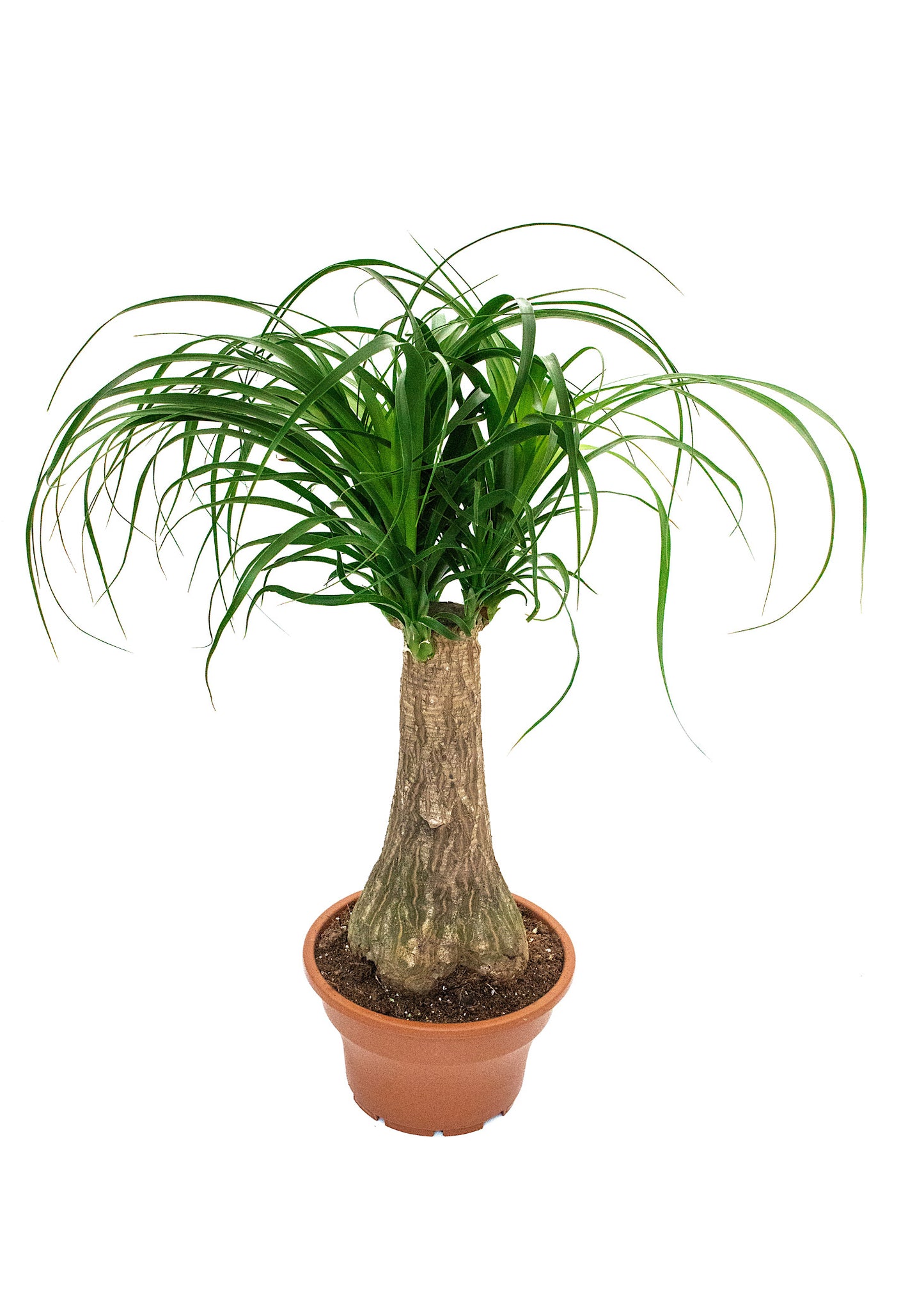 Beaucarnea Recurvata. (Ponytail Palm)