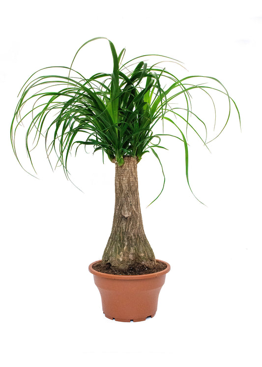 Beaucarnea Recurvata. (Ponytail Palm)