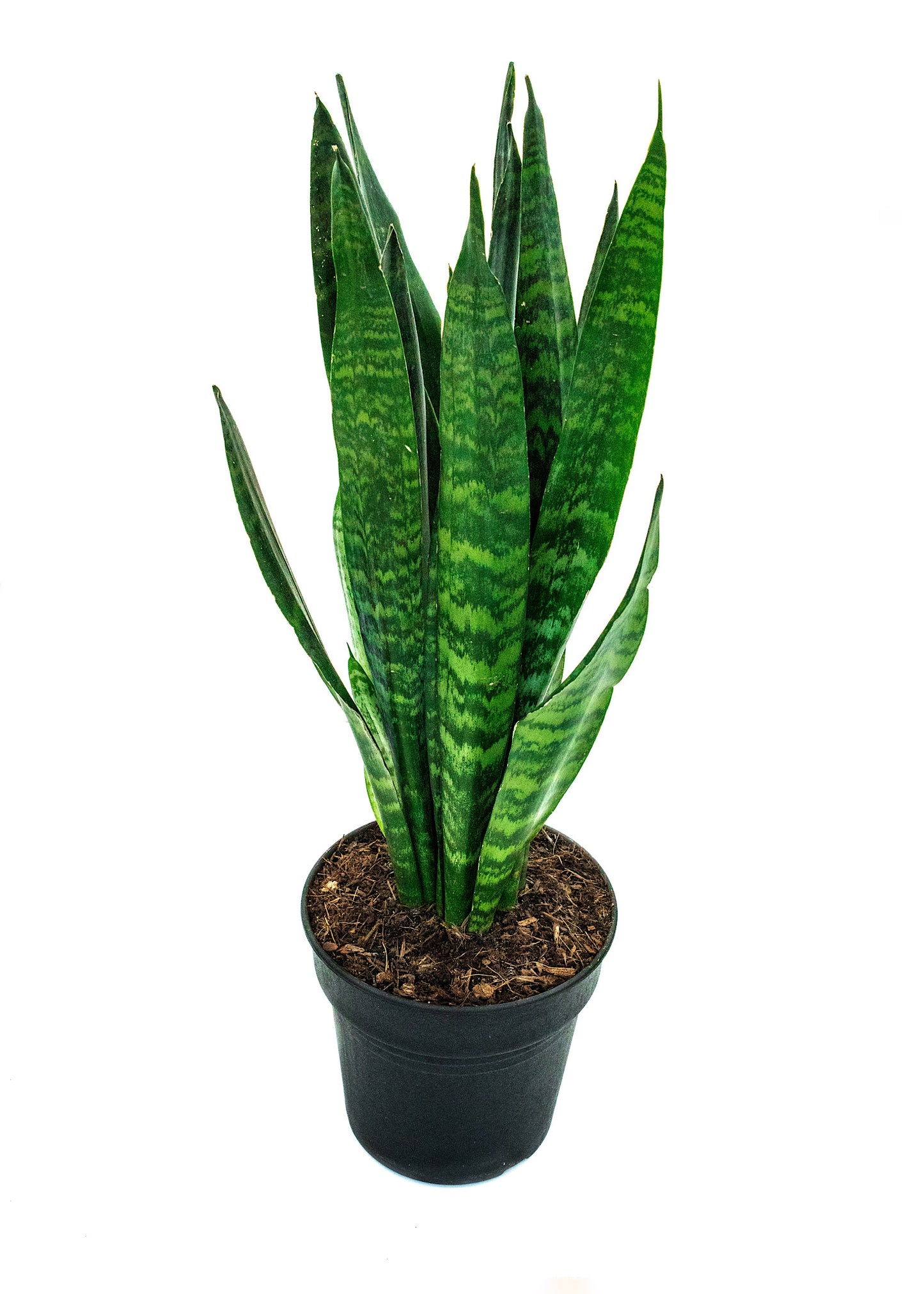 Sansevieria Snake plant