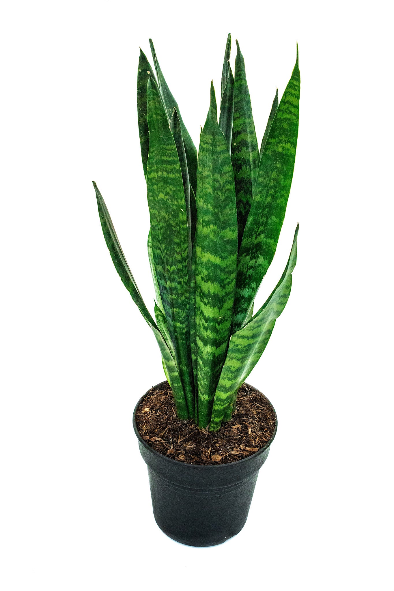 Sansevieria Snake plant