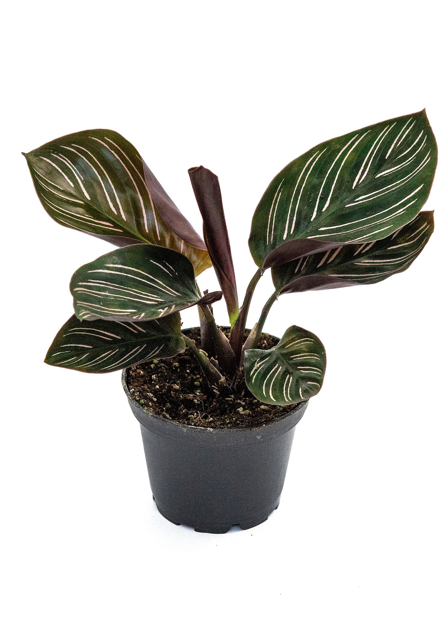 Calathea Sanderiana (Ornata/Pin Stripe)