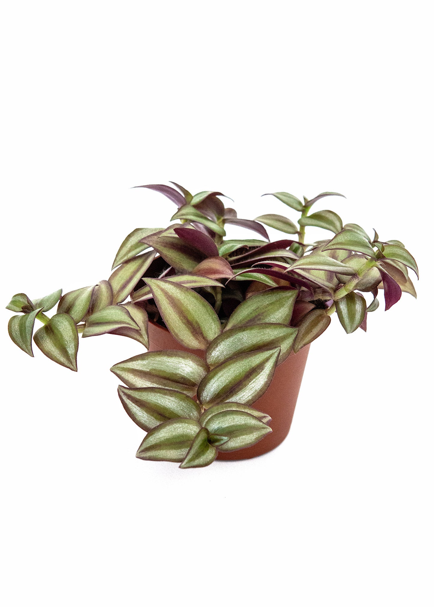 Tradescantia Zebrina