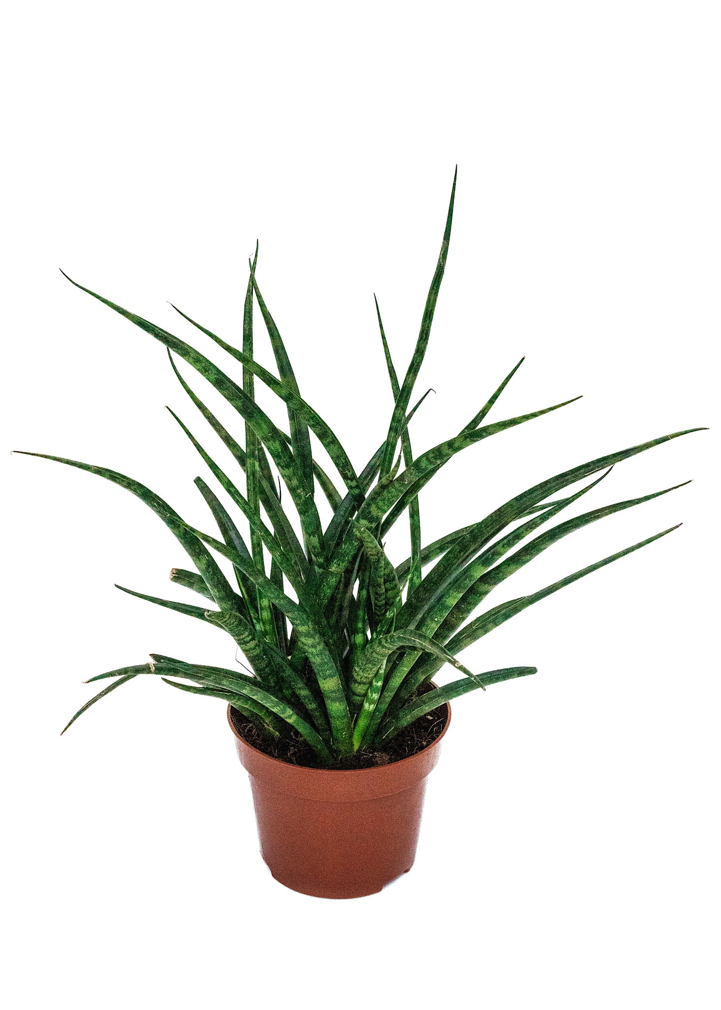 Sansevieria fernwood mikado (Snake plant)