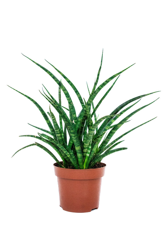 Sansevieria fernwood mikado (Snake plant)