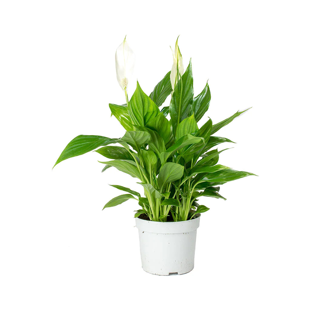 Spathiphyllum wallisii Peace Lily