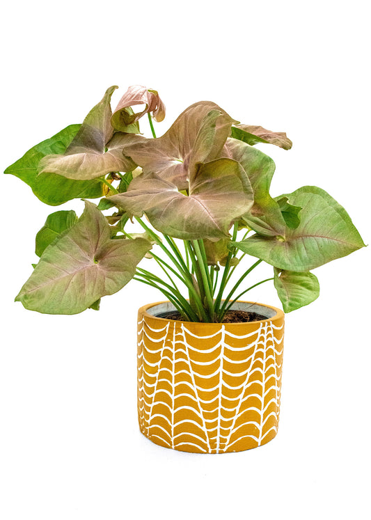 Syngonium robusta / 'Neon Robusta'