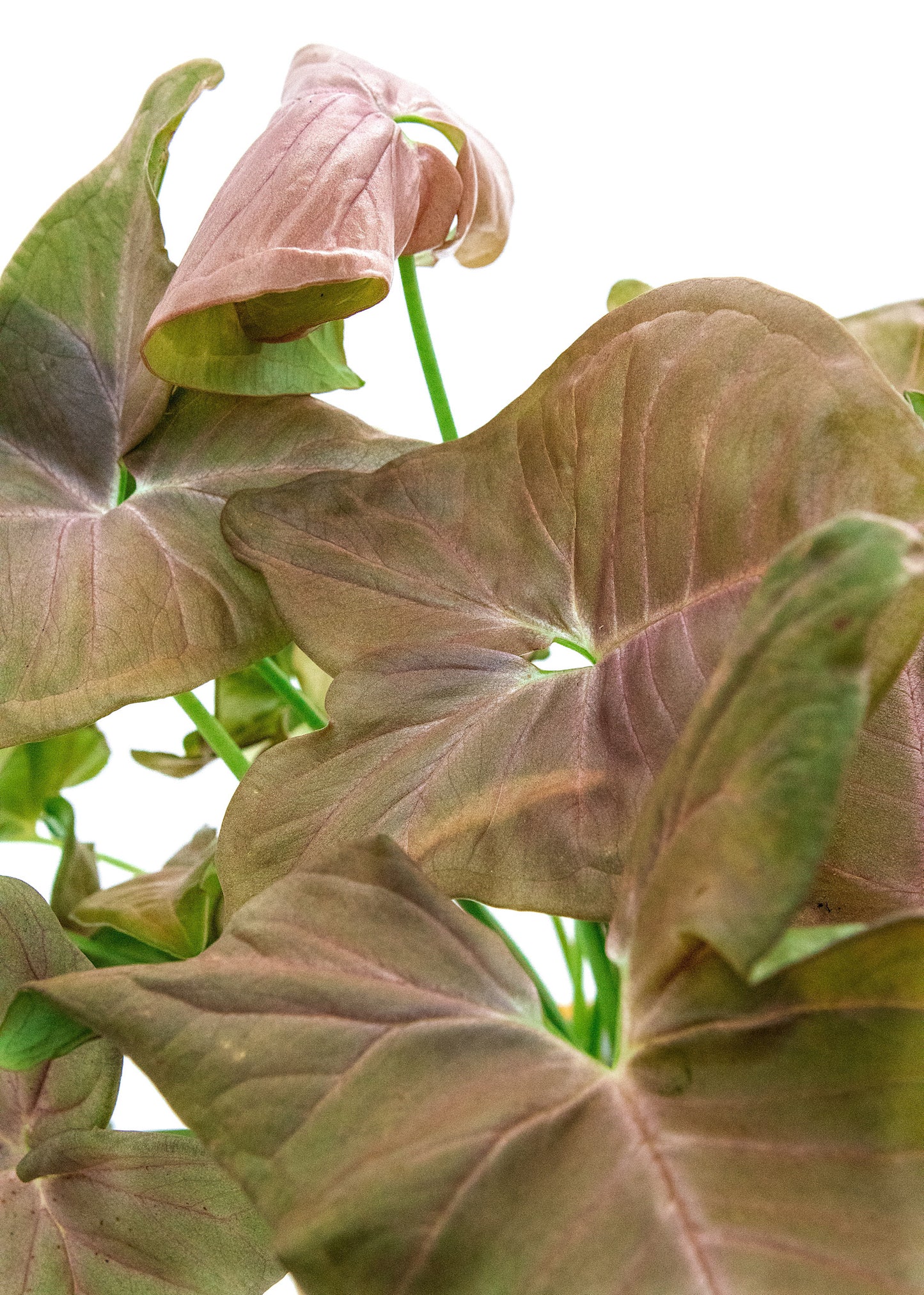 Syngonium robusta / 'Neon Robusta'