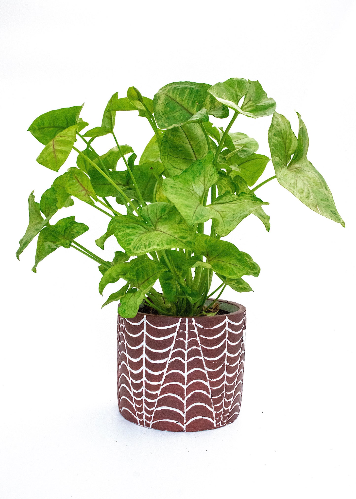 Syngonium podophyllum / 'Golden Green'