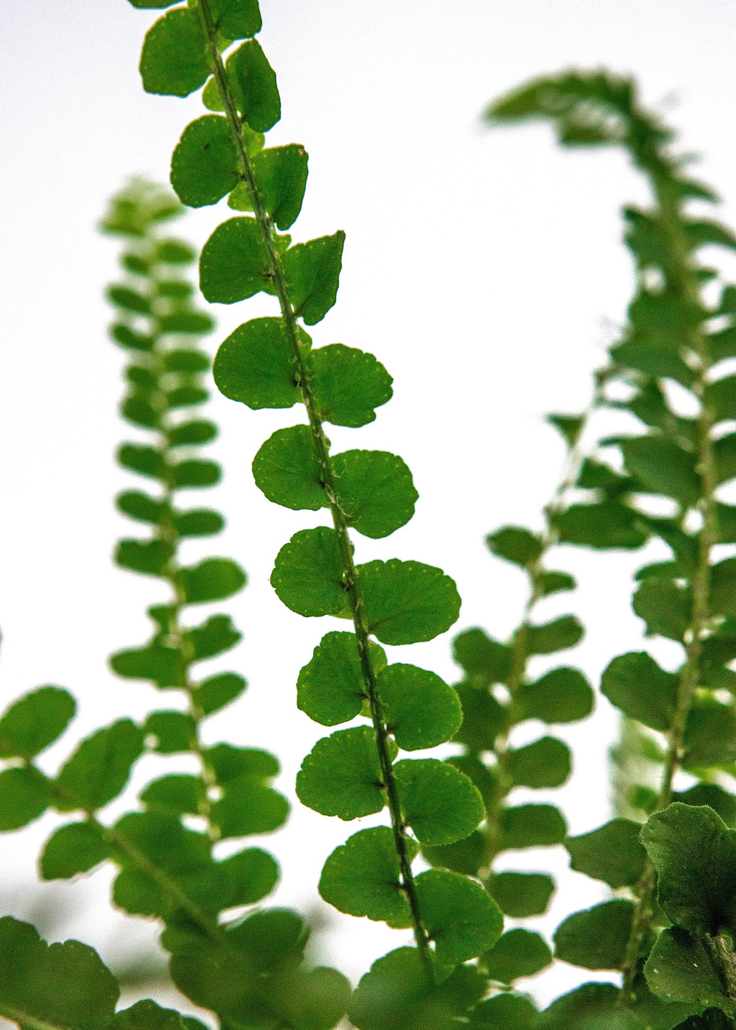 Nephrolepis cordifolia duffii / 'Lemon Button Fern'