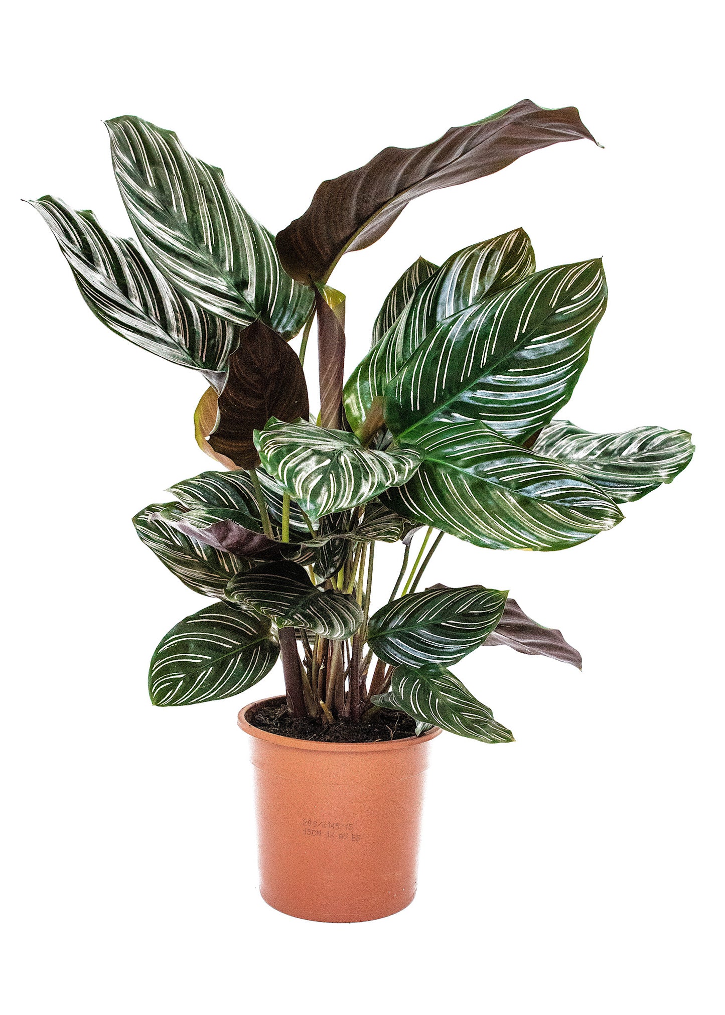 Calathea Sanderiana (Ornata/Pin Stripe)