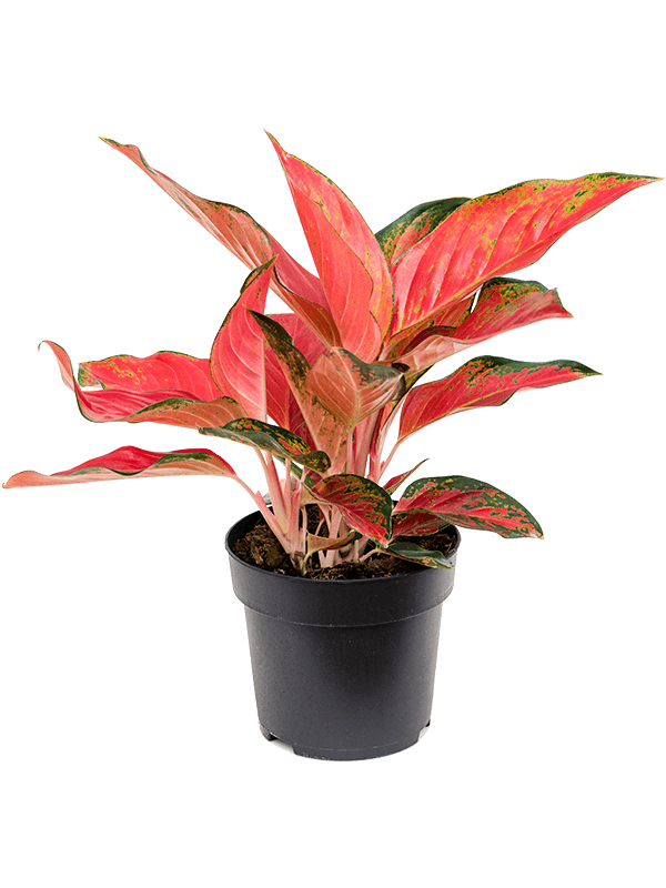 Aglaonema Cherry Baby