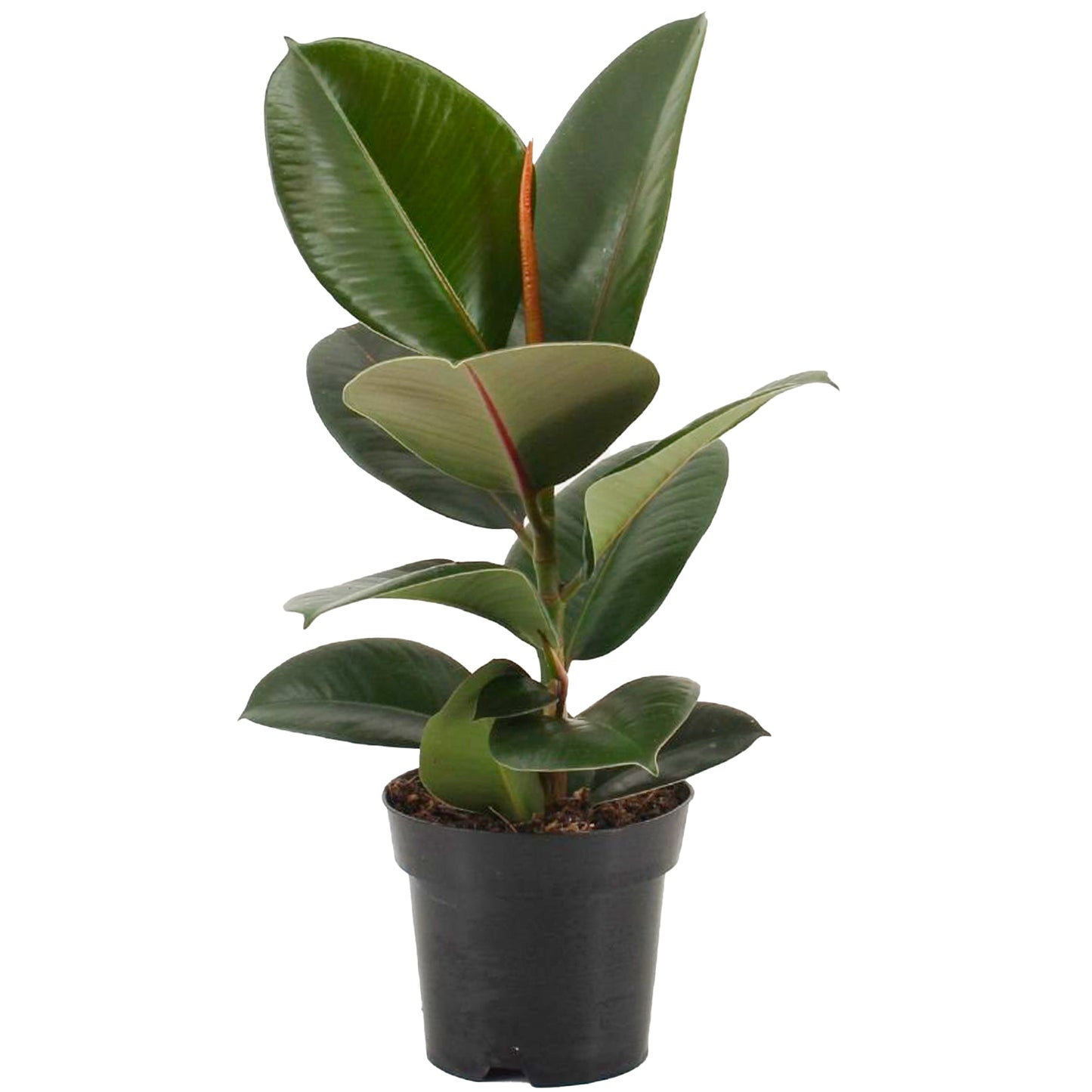 Ficus elastica / 'Rubber Plant'