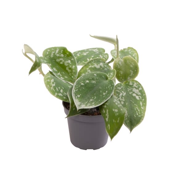 Pictus Scandens (mini)