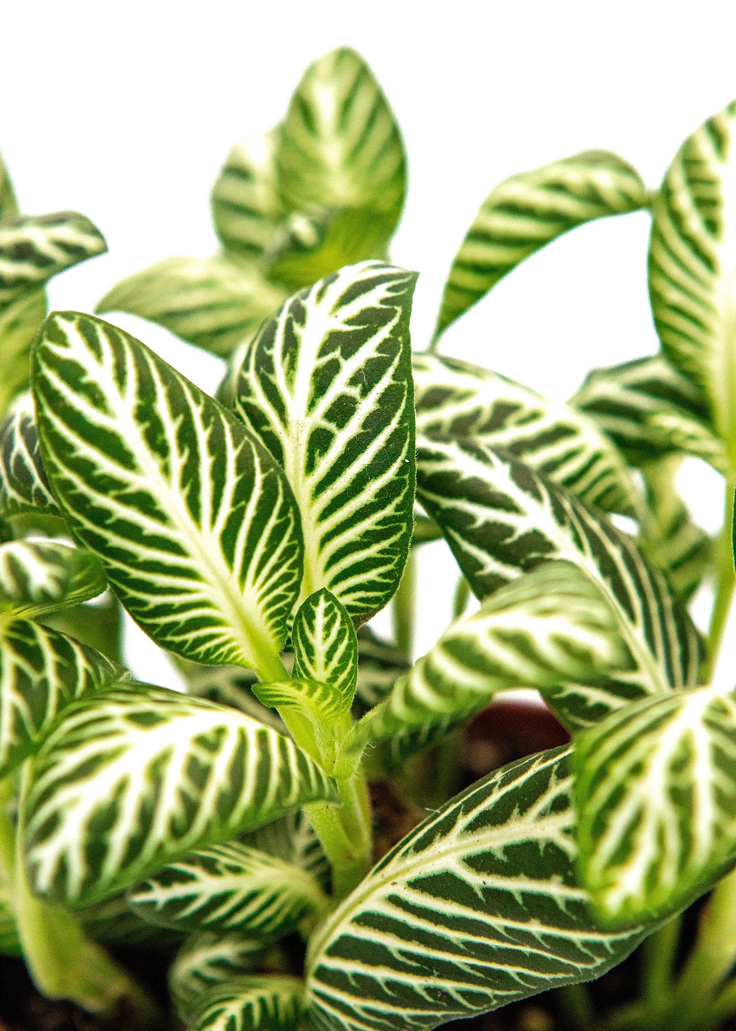 Fittonia Ice queen (Nerve plant)