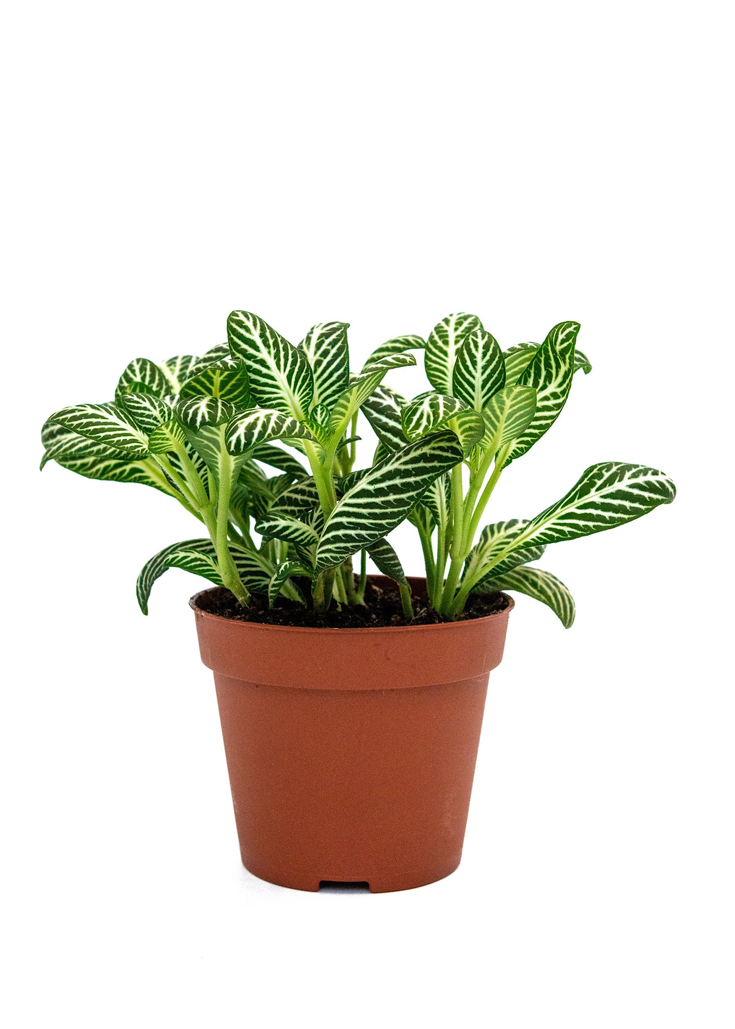 Fittonia Ice queen (Nerve plant)