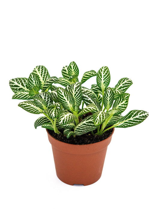 Fittonia albivenis / 'Ice queen'
