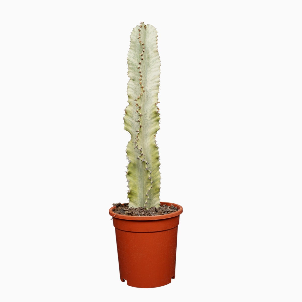 Euphorbia ingens marmorata verigated / 'Cowboy Cactus'