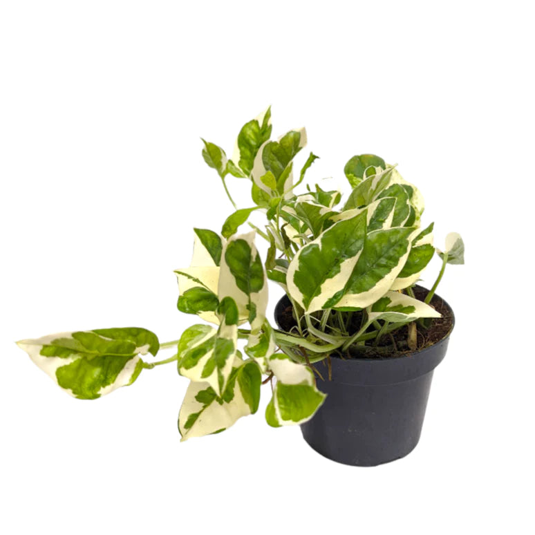 Epipremnum aureum / 'Happy Leaf N'joy Pothos'