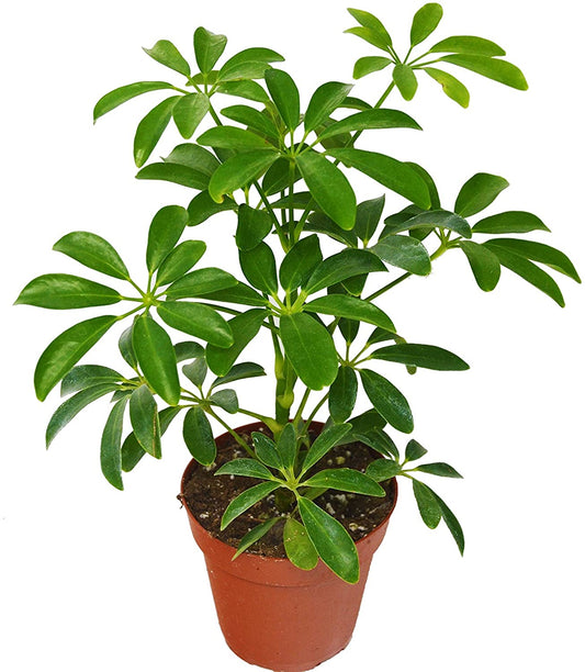 Schefflera Umbrella plant