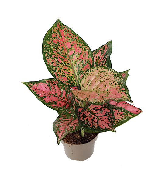 Aglaonema Spotted star