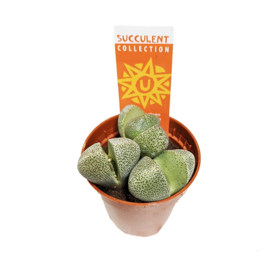 Lithops Pleiospilos nelli (Living stone)