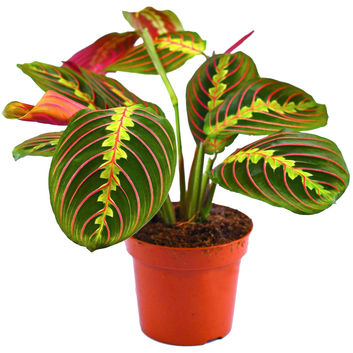 Maranta leuconeura / 'Prayer Plant'