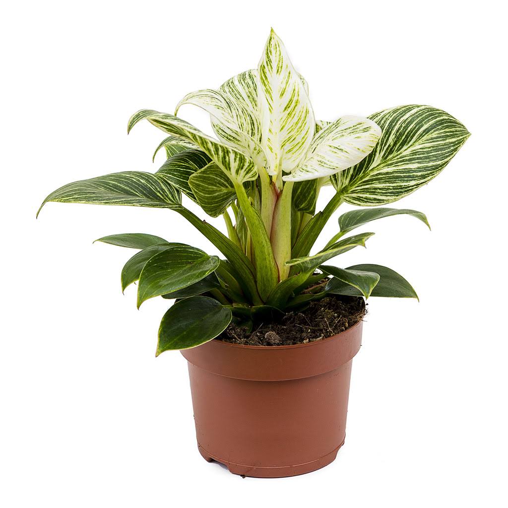 Philodendron Birkin