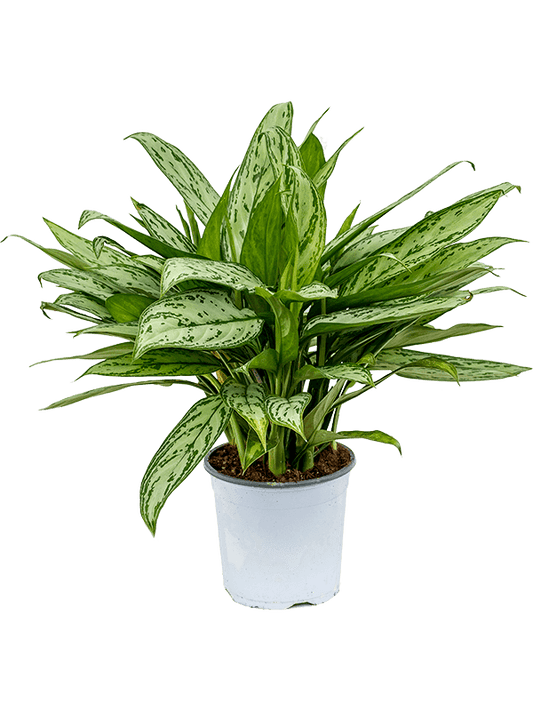 Aglaonema Silver Bay