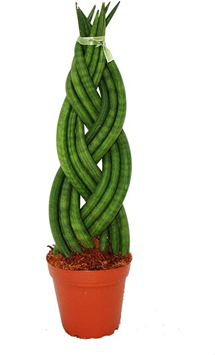 Sansevieria cylindrica twist / 'Braided Snake Plant'