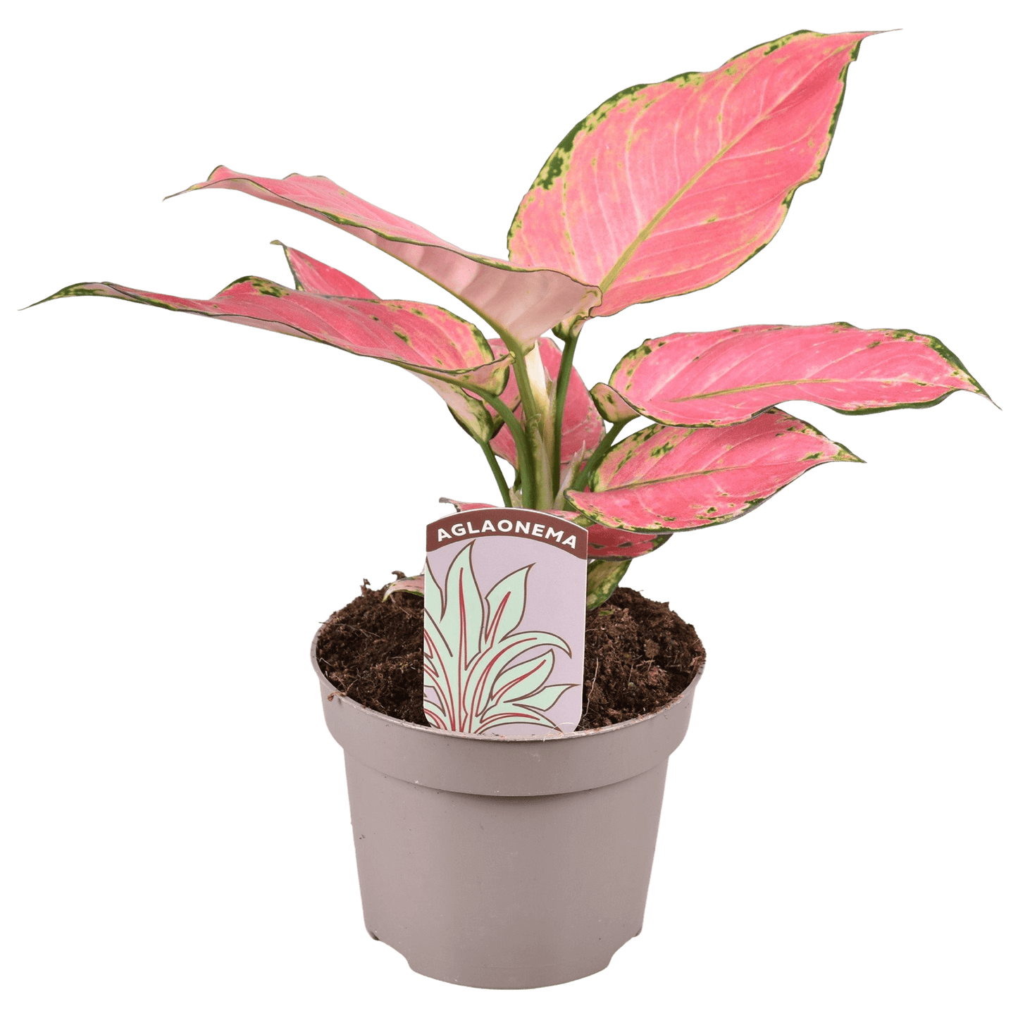 Aglaonema Pink Star