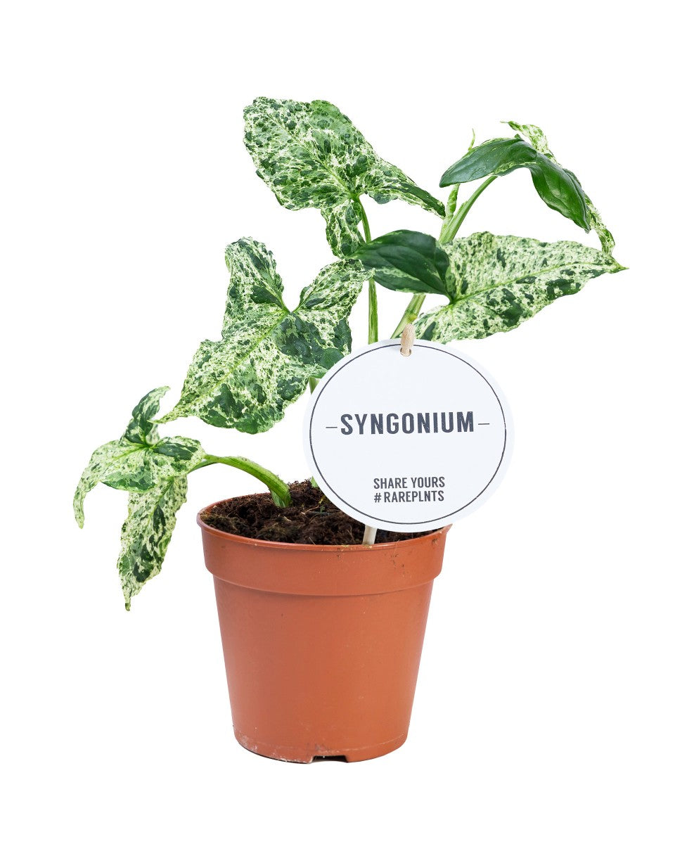 Syngonium Mottled (Rare)