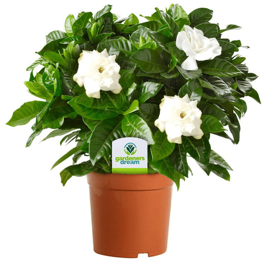 Jasmine plant gardenia