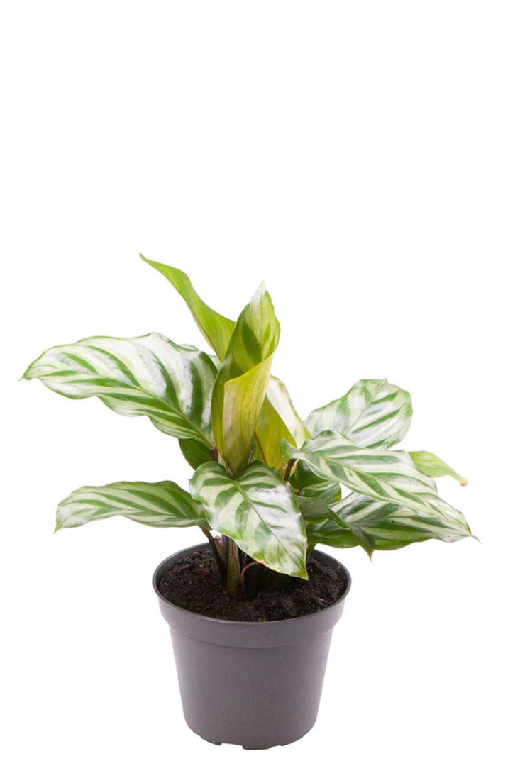 Calathea Freddie