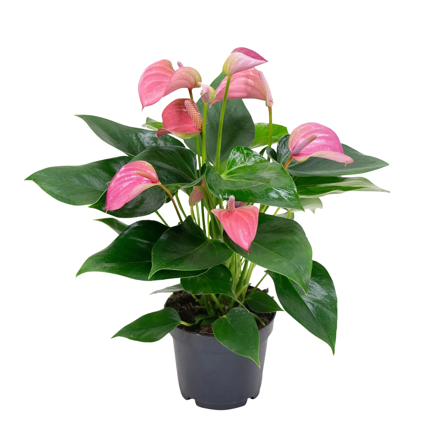 Anthurium (Flamingo plant) Pink