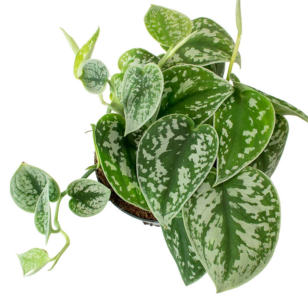 Scindapsus Satin pothos