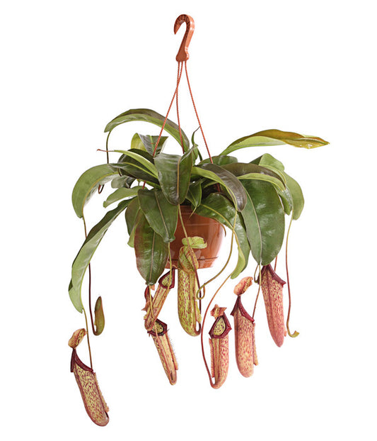 Nepenthes (Carnivorous)