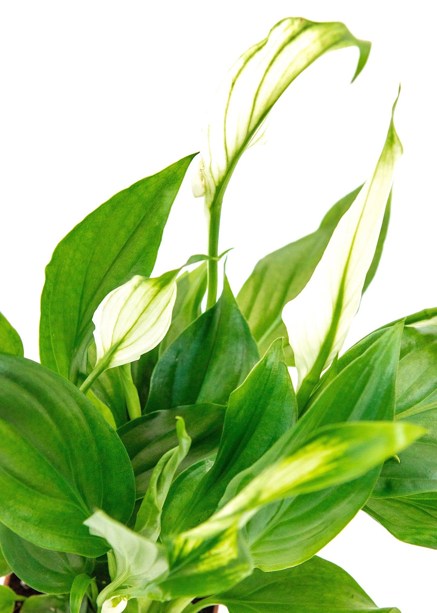 Spathiphyllum wallisii (Peace Lily)